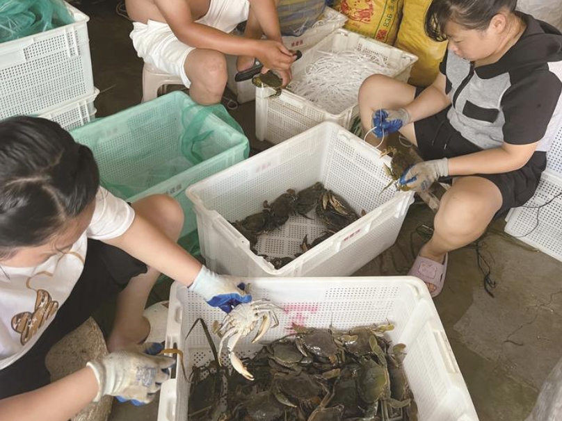 中秋臨近，啟東6000畝蟹塘“青蟹而出”，日均發(fā)貨量可達(dá)7000斤——蟹肥膏黃好“豐”景